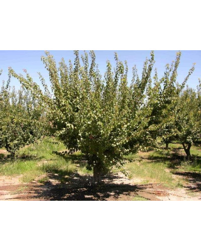 Абрикос Чорний Принц | Абрикос Чёрный Принц | Prunus armeniaca Nigrum Prince