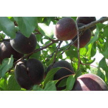 Абрикос Чорний Принц | Абрикос Чёрный Принц | Prunus armeniaca Nigrum Prince