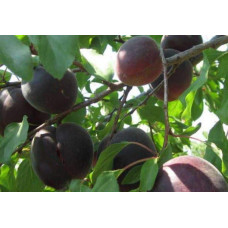 Абрикос Чорний Принц | Абрикос Чёрный Принц | Prunus armeniaca Nigrum Prince