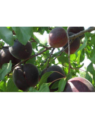 Абрикос Чорний Принц | Абрикос Чёрный Принц | Prunus armeniaca Nigrum Prince