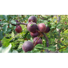 Абрикос Чорний Принц | Абрикос Чёрный Принц | Prunus armeniaca Nigrum Prince