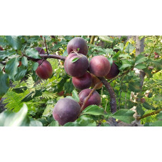 Абрикос Чорний Принц | Абрикос Чёрный Принц | Prunus armeniaca Nigrum Prince