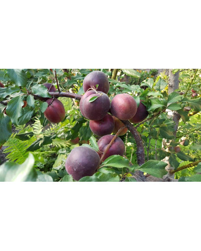 Абрикос Чорний Принц | Абрикос Чёрный Принц | Prunus armeniaca Nigrum Prince