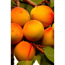 Абрикос Червонощокий (ранній) | Абрикос Краснощекий (ранний) | Prunus armeniaca Сheeked