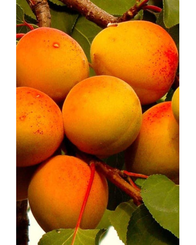 Абрикос Червонощокий (ранній) | Абрикос Краснощекий (ранний) | Prunus armeniaca Сheeked