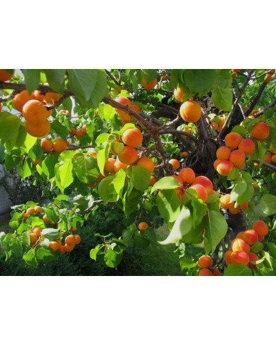 Абрикос Червонощокий (ранній) | Абрикос Краснощекий (ранний) | Prunus armeniaca Сheeked