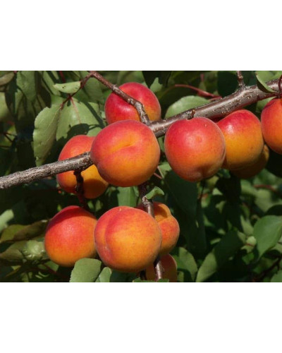 Абрикос Червонощокий (ранній) | Абрикос Краснощекий (ранний) | Prunus armeniaca Сheeked