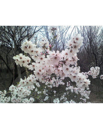 Абрикос Червонощокий (ранній) | Абрикос Краснощекий (ранний) | Prunus armeniaca Сheeked