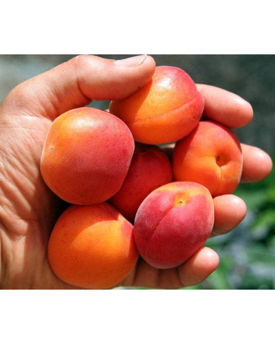 Абрикос Червонощокий (ранній) | Абрикос Краснощекий (ранний) | Prunus armeniaca Сheeked