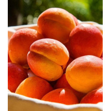 Абрикос Червонощокий (ранній) | Абрикос Краснощекий (ранний) | Prunus armeniaca Сheeked