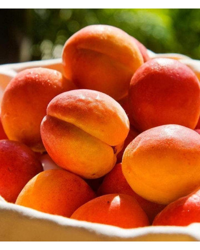 Абрикос Червонощокий (ранній) | Абрикос Краснощекий (ранний) | Prunus armeniaca Сheeked