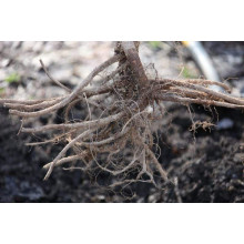 Абрикос Червонощокий (ранній) | Абрикос Краснощекий (ранний) | Prunus armeniaca Сheeked