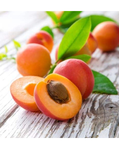Абрикос Червонощокий (ранній) | Абрикос Краснощекий (ранний) | Prunus armeniaca Сheeked