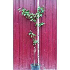 Абрикос Червонощокий (ранній) | Абрикос Краснощекий (ранний) | Prunus armeniaca Сheeked