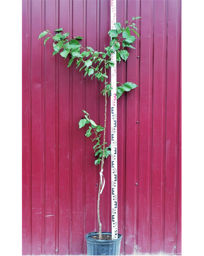 Абрикос Червонощокий (ранній) | Абрикос Краснощекий (ранний) | Prunus armeniaca Сheeked