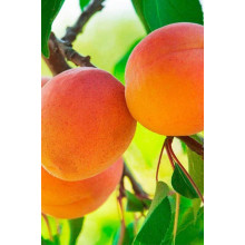 Абрикос Харгранд пізній | Абрикос Харгранд поздний | Prunus armeniaca Hargrand