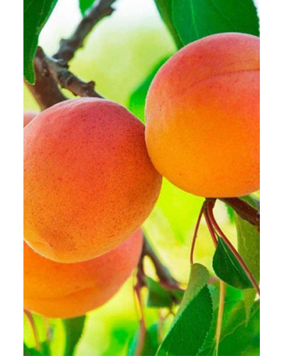 Абрикос Харгранд пізній | Абрикос Харгранд поздний | Prunus armeniaca Hargrand