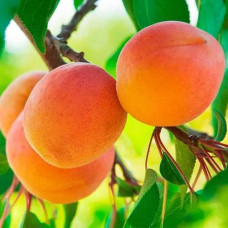 Абрикос Харгранд пізній | Абрикос Харгранд поздний | Prunus armeniaca Hargrand