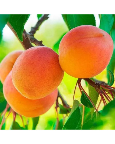 Абрикос Харгранд пізній | Абрикос Харгранд поздний | Prunus armeniaca Hargrand