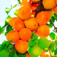 Абрикос Харгранд пізній | Абрикос Харгранд поздний | Prunus armeniaca Hargrand