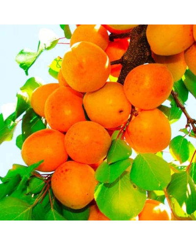 Абрикос Харгранд пізній | Абрикос Харгранд поздний | Prunus armeniaca Hargrand