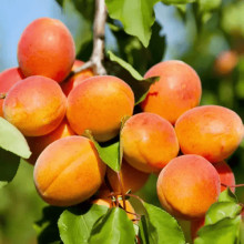 Абрикос Харгранд пізній | Абрикос Харгранд поздний | Prunus armeniaca Hargrand