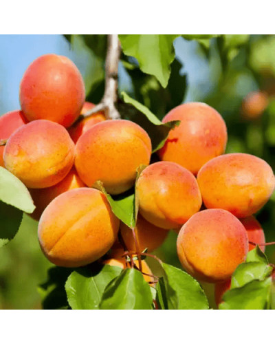 Абрикос Харгранд пізній | Абрикос Харгранд поздний | Prunus armeniaca Hargrand