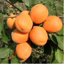 Абрикос Харгранд пізній | Абрикос Харгранд поздний | Prunus armeniaca Hargrand