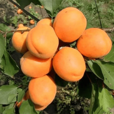 Абрикос Харгранд пізній | Абрикос Харгранд поздний | Prunus armeniaca Hargrand