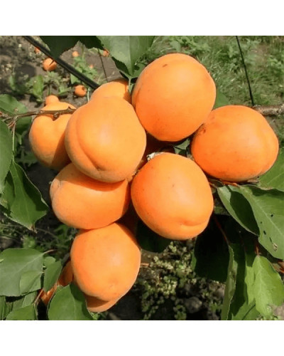 Абрикос Харгранд пізній | Абрикос Харгранд поздний | Prunus armeniaca Hargrand