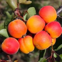 Абрикос Харгранд пізній | Абрикос Харгранд поздний | Prunus armeniaca Hargrand
