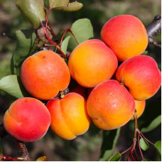 Абрикос Харгранд пізній | Абрикос Харгранд поздний | Prunus armeniaca Hargrand