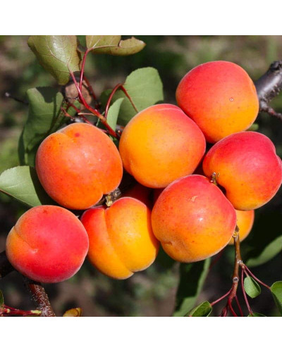 Абрикос Харгранд пізній | Абрикос Харгранд поздний | Prunus armeniaca Hargrand