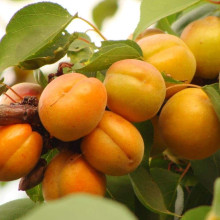 Абрикос Харгранд пізній | Абрикос Харгранд поздний | Prunus armeniaca Hargrand