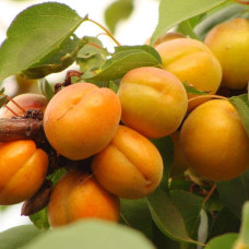 Абрикос Харгранд пізній | Абрикос Харгранд поздний | Prunus armeniaca Hargrand