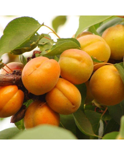Абрикос Харгранд пізній | Абрикос Харгранд поздний | Prunus armeniaca Hargrand