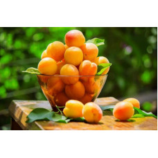 Абрикос Харгранд пізній | Абрикос Харгранд поздний | Prunus armeniaca Hargrand