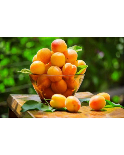 Абрикос Харгранд пізній | Абрикос Харгранд поздний | Prunus armeniaca Hargrand