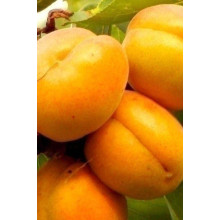 Абрикос Красень Києва (пізній) | Абрикос Красень Киева (поздний) | Prunus armeniaca Krasen Kieva