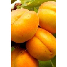 Абрикос Красень Києва (пізній) | Абрикос Красень Киева (поздний) | Prunus armeniaca Krasen Kieva