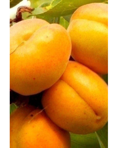 Абрикос Красень Києва (пізній) | Абрикос Красень Киева (поздний) | Prunus armeniaca Krasen Kieva