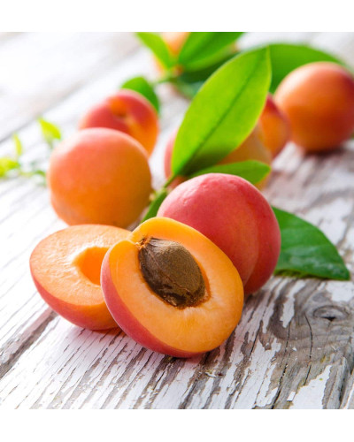 Абрикос Красень Києва (пізній) | Абрикос Красень Киева (поздний) | Prunus armeniaca Krasen Kieva