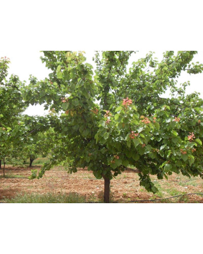 Абрикос Красень Києва (пізній) | Абрикос Красень Киева (поздний) | Prunus armeniaca Krasen Kieva