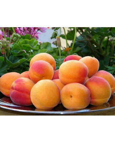 Абрикос Красень Києва (пізній) | Абрикос Красень Киева (поздний) | Prunus armeniaca Krasen Kieva