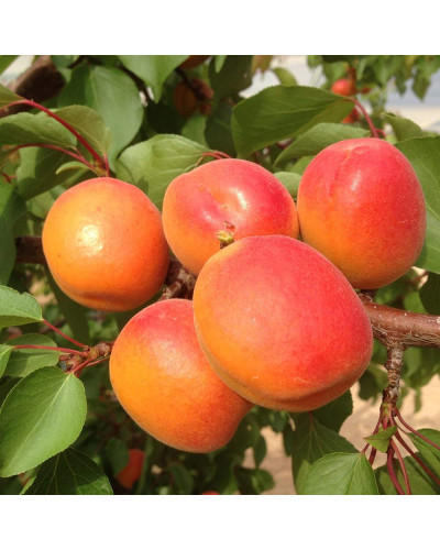 Абрикос Красень Києва (пізній) | Абрикос Красень Киева (поздний) | Prunus armeniaca Krasen Kieva