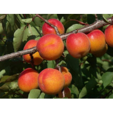 Абрикос Красень Києва (пізній) | Абрикос Красень Киева (поздний) | Prunus armeniaca Krasen Kieva