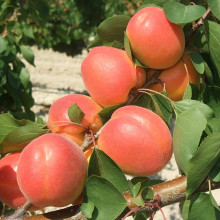 Абрикос Красень Києва (пізній) | Абрикос Красень Киева (поздний) | Prunus armeniaca Krasen Kieva