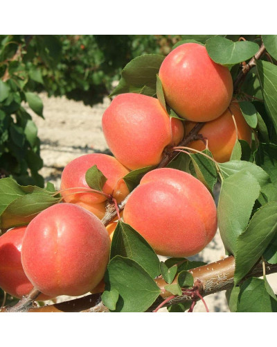 Абрикос Красень Києва (пізній) | Абрикос Красень Киева (поздний) | Prunus armeniaca Krasen Kieva
