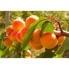 Абрикос Красень Києва (пізній) | Абрикос Красень Киева (поздний) | Prunus armeniaca Krasen Kieva