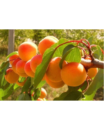 Абрикос Красень Києва (пізній) | Абрикос Красень Киева (поздний) | Prunus armeniaca Krasen Kieva